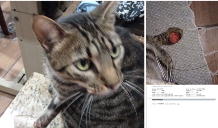 Ajude o Leo com tratamento de ESPOROTRICOSE