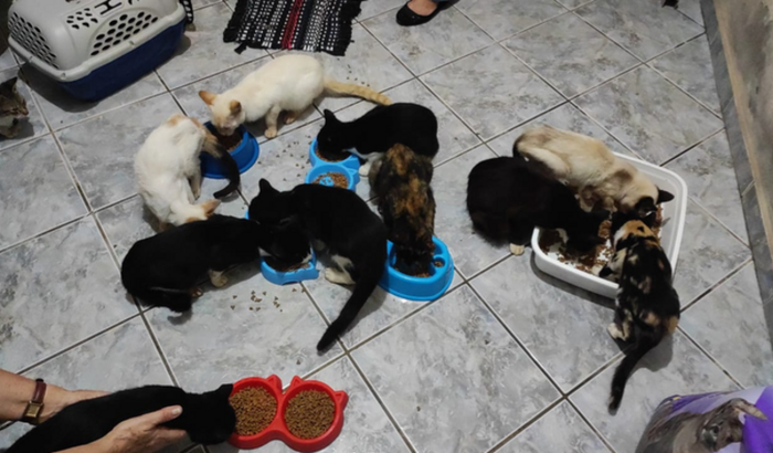 Ajuda de custo para castração/ração/areia dos gatinhos