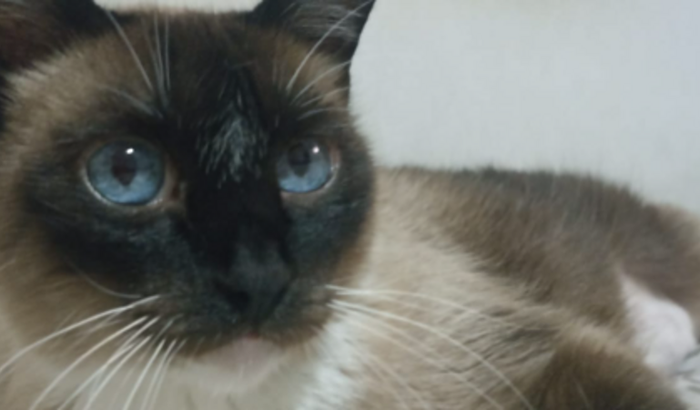 Ajude Ninha com o tratamento de câncer