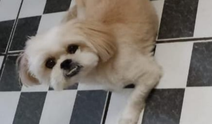 Ajudem a salvar o Thor 🐶