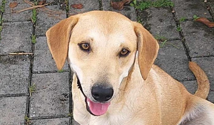 Cachorrinha Abandonada