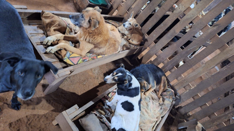 Ração para cães do Instituto que estão ilhados no sítio  