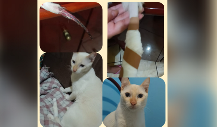 Ajude a salvar o Blessed