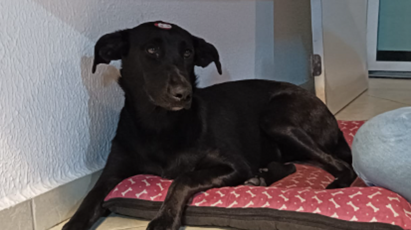 Ajuda para a Neguinha