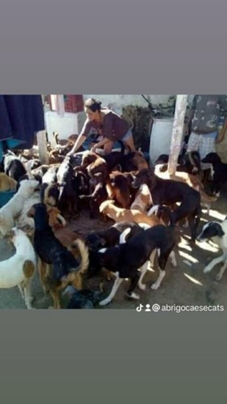 SOS abrigo cães e cats SOS rio grande do sul pedimos socorro  , ração, construção.. 