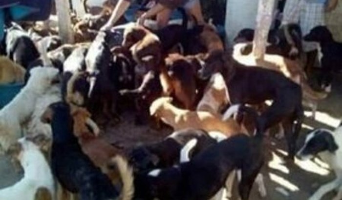 SOS abrigo cães e cats SOS rio grande do sul pedimos socorro , ração, construção..