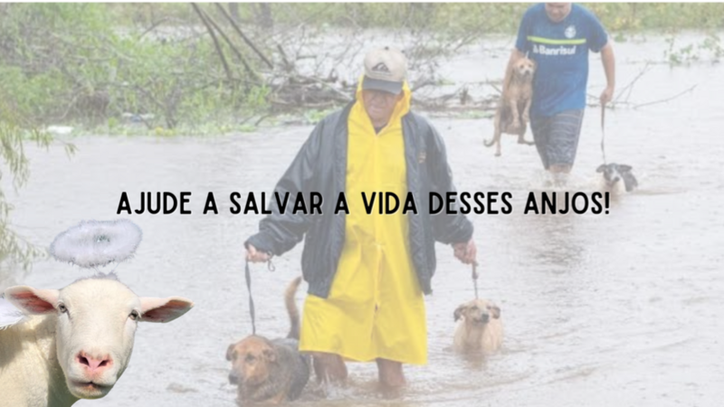 VOCÊ E OVELHA CHANEL PELOS ANIMAIS DO RS