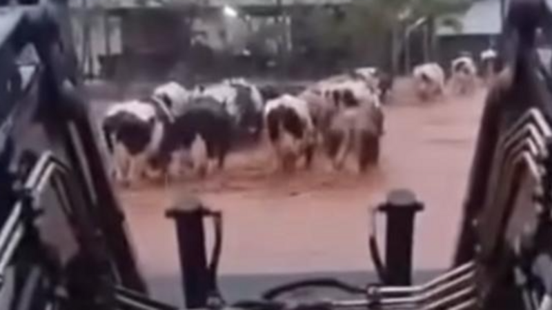 Produtores de leite- Enchente RS