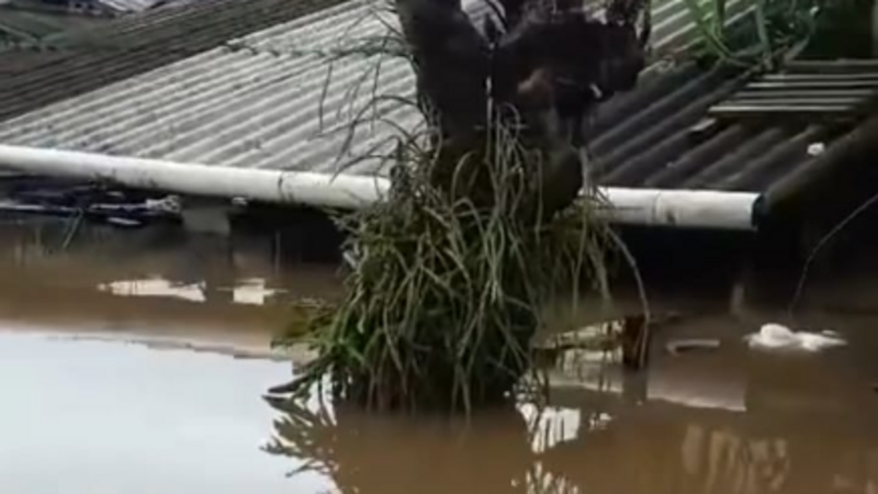 Ajude a Família Câmara  desabrigada pela enchente!