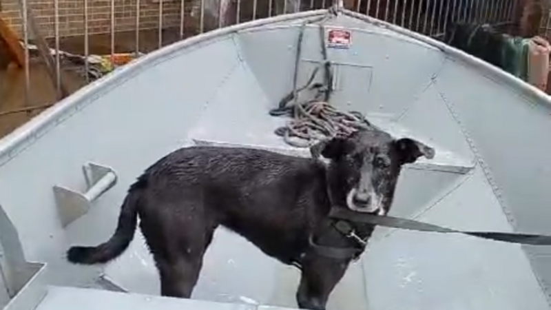 CÃES DAS ENCHENTES NO RS