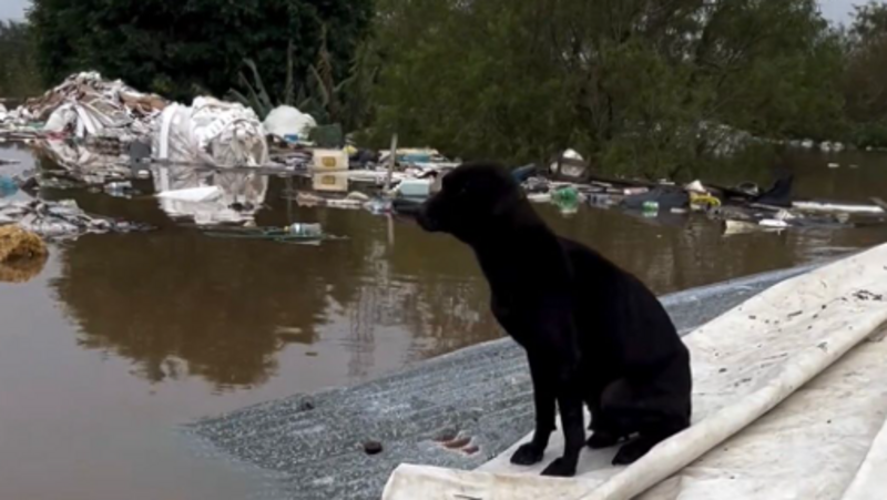 Ajude nos Resgates de Animais no RS