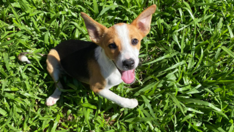 Animais desabrigados enchente RS 2024