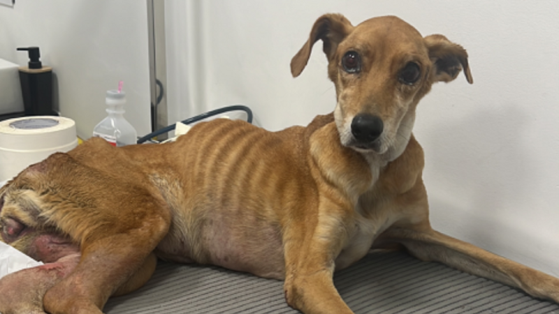 Cadelinha abandonada