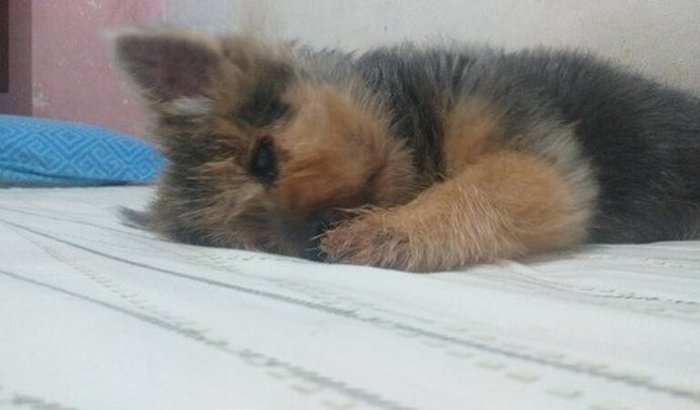 Ajuda para a cirurgia de câncer da minha cadelinha Meg