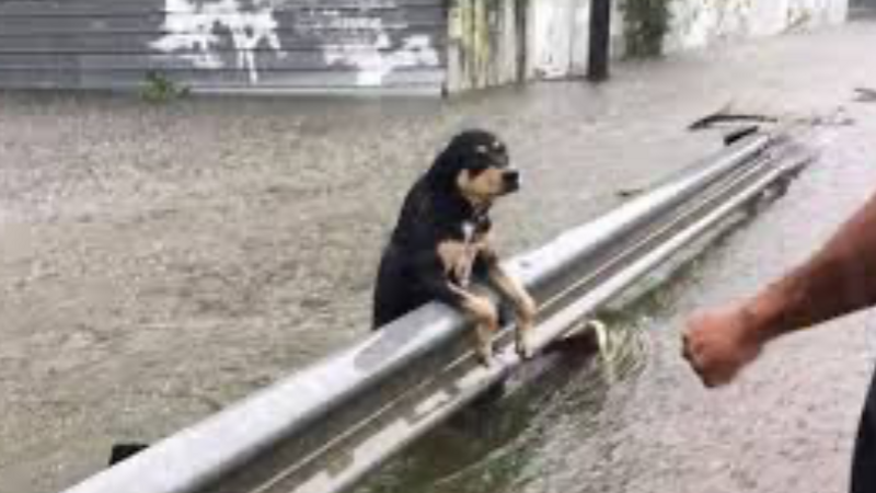 Vamos ajudar a alimentar os pets vítimas das enchentes 