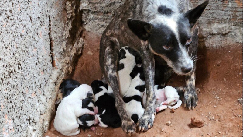 21 novos Resgatados e Dívidas Veterinário