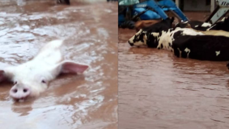 Ajude meu pai e meu irmão de ‘Mariante’ General Camara-Rs