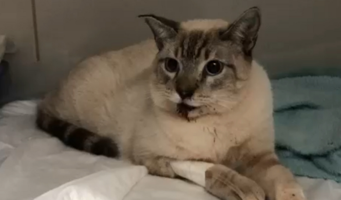 Ajude com as cirurgias do meu gato atropelado!!