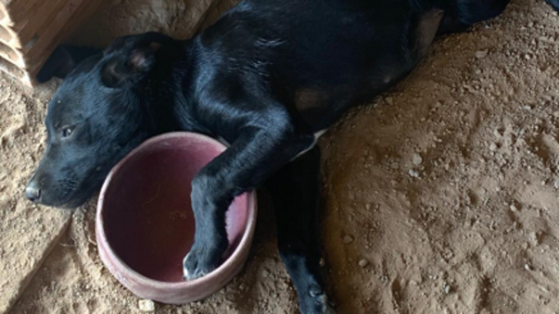 Ração para 400 cães no Rio Grande do Sul