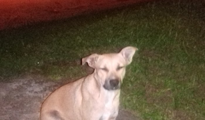 Castração da Baby
