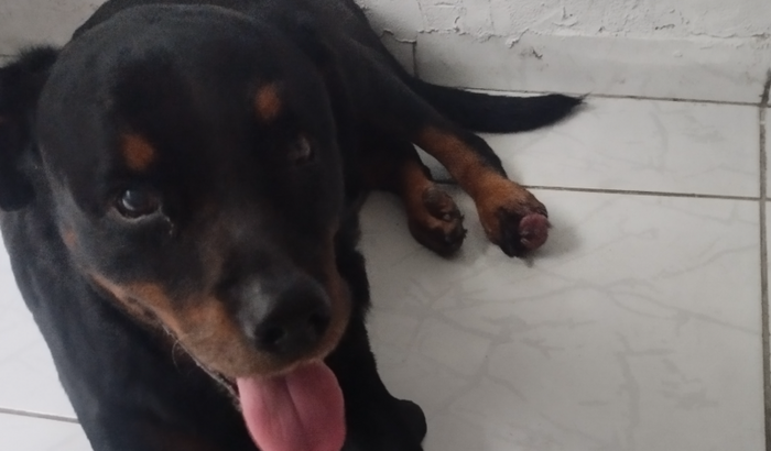 Ajude Thor a vencer suspeita de Câncer