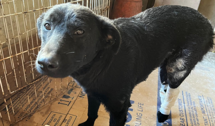 Ajude na recuperação de Jack