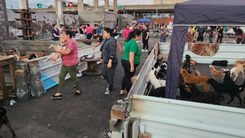 Ajude os animais do sul 