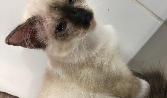 Ajudem nos 3 amiguinhos gatos!