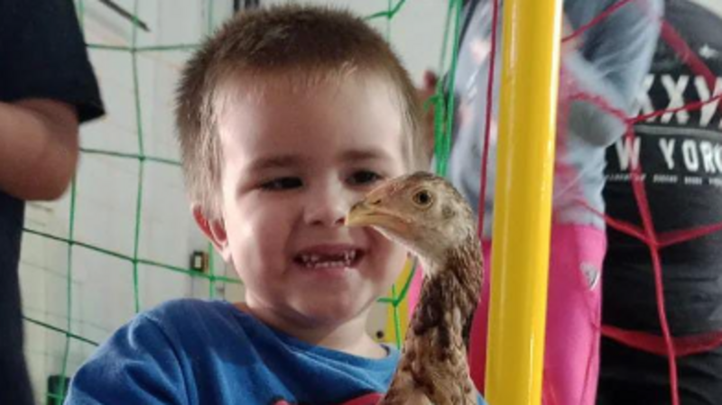 Ajude o Murilo e a sua Galinheta 