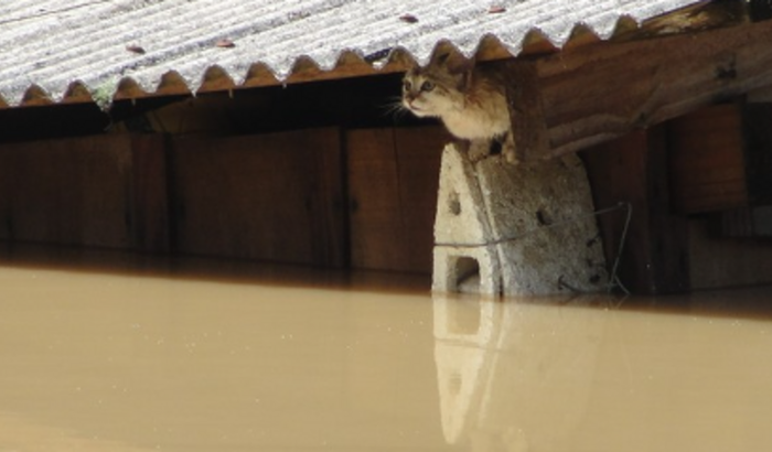 RESGATE DE ANIMAIS NAS ENCHENTES / RS