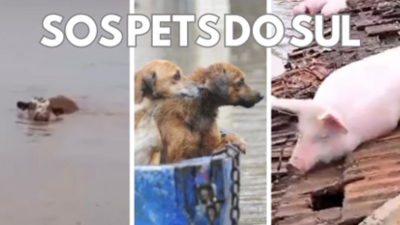 SOS Pets do Sul