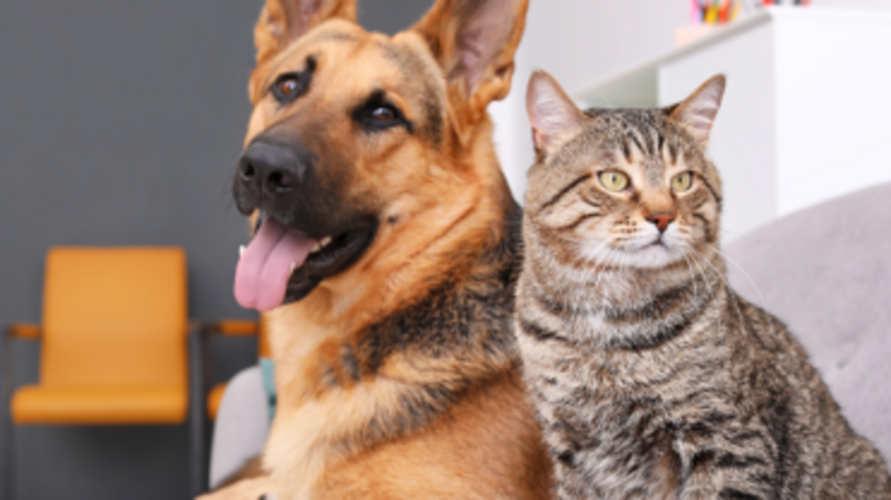 Ajude os animais resgatados RS - Cláudio Pitbull