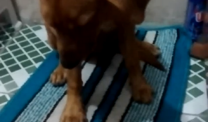 AJUDEM A DOGZINHA