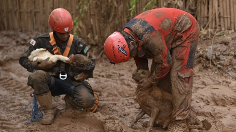 Apoio resgate veterinário no RS