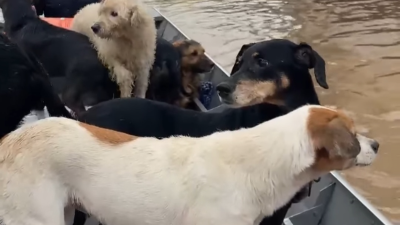 Presente Niver do Lorenzo revertido em ração para os animais do RS!