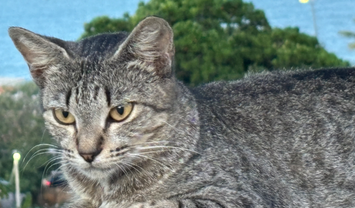 ajude uma designer autista