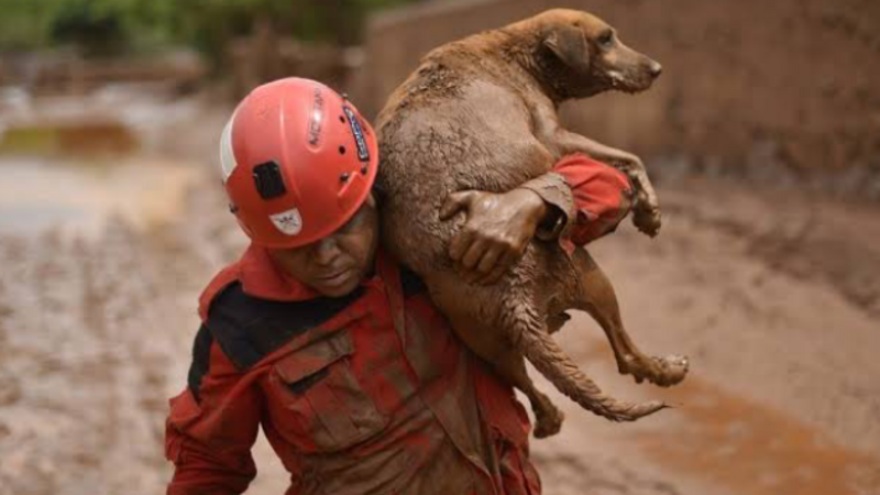 SOS Rio Grande do Sul: Medicamentos e Rações para pets resgatados