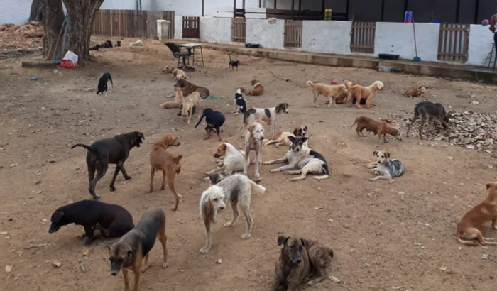Ajudem os pets vítimas das enchentes no RS
