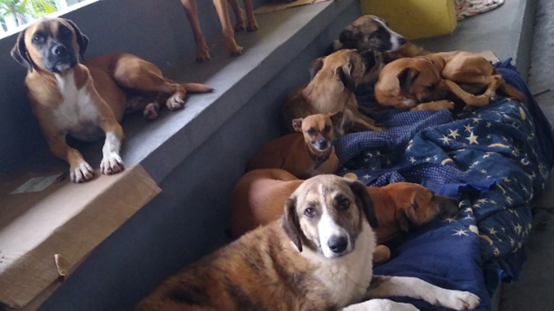 Reconstrução da ong APAAM 