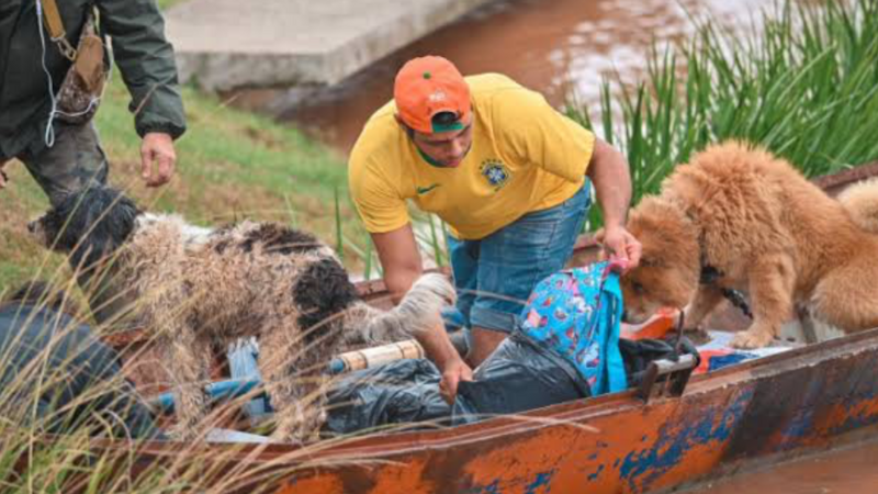 Compra de insumos RS - Rafael Carvalho