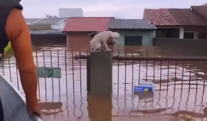 Ajuda as familias que perderam tudo na enchente no  RS.