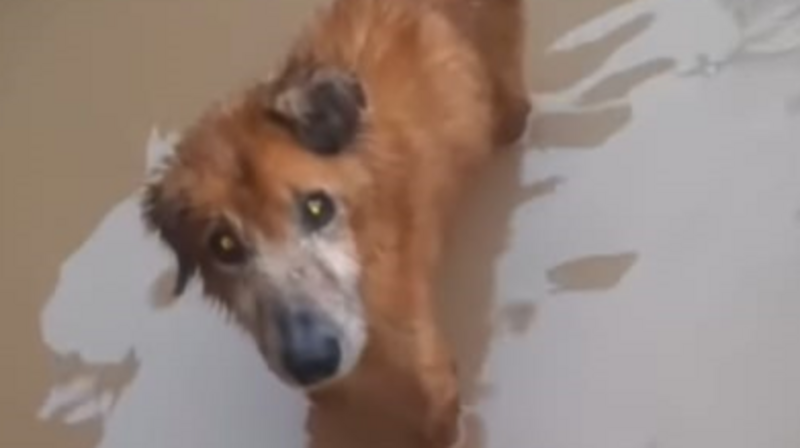 SOS ANIMAIS RIO GRANDE DO SUL