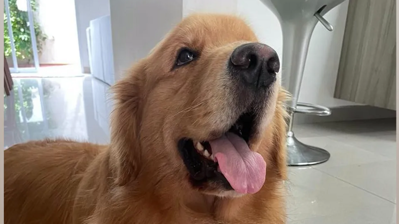 VAMOS AJUDAR OS DOGS NO RIO GRANDE DO SUL 