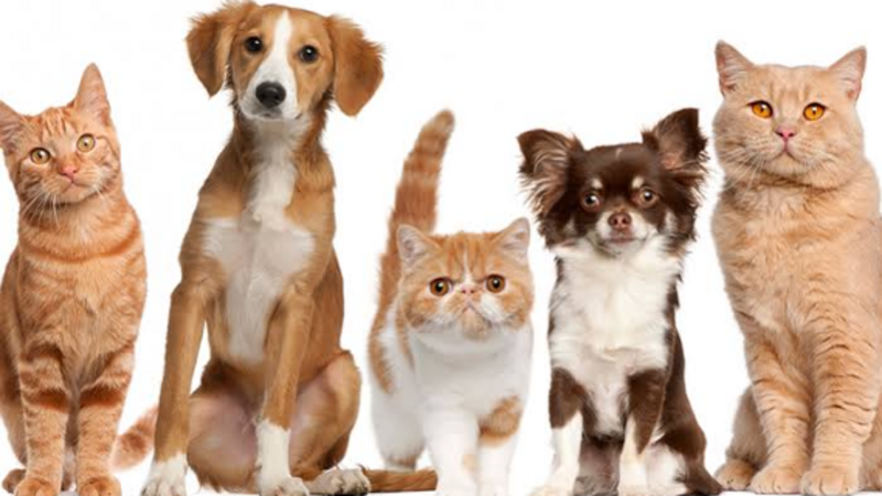 Ração para os cachorrinhos e gatinhos do Sul 