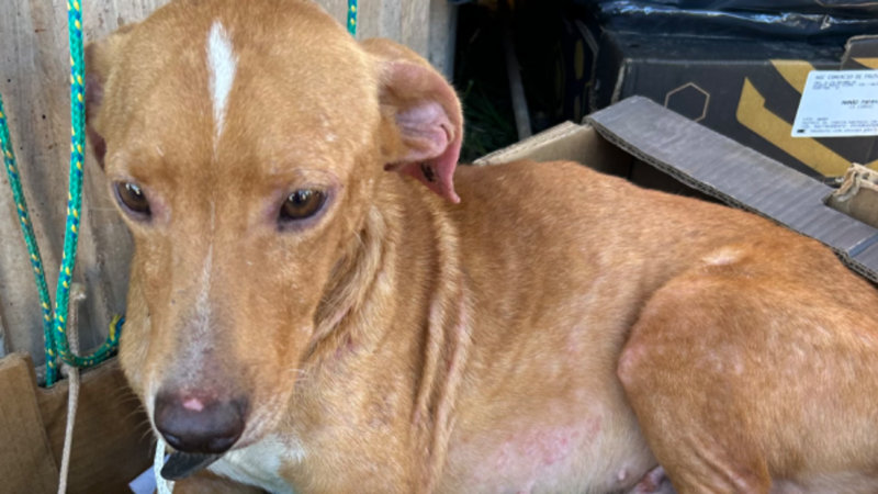 RESGATE ANIMAIS SANTO AFONSO 