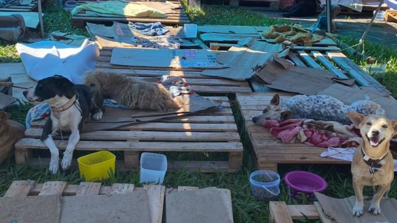 Ração para cães e gatos resgatados na enchente em São Leopoldo -RS