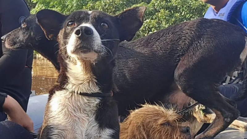 Arrecadação para animais das enchentes RS 