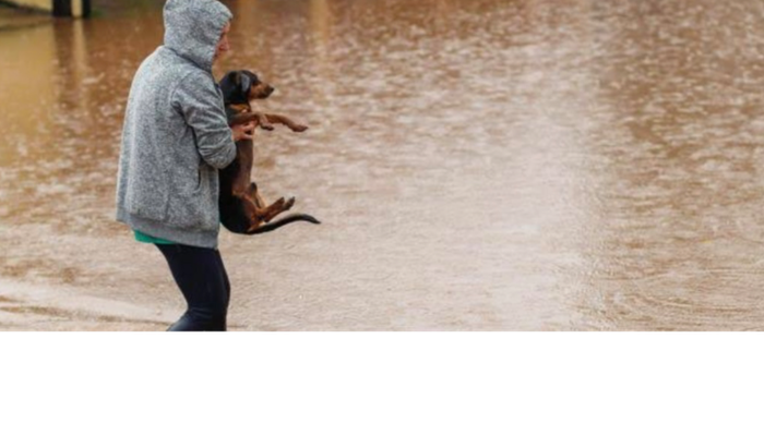 Abrigo para Animais Abandonados no Rio Grande do Sul