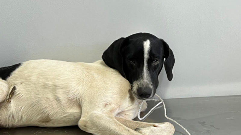 Ajude o Bruno a vencer a cinomose 