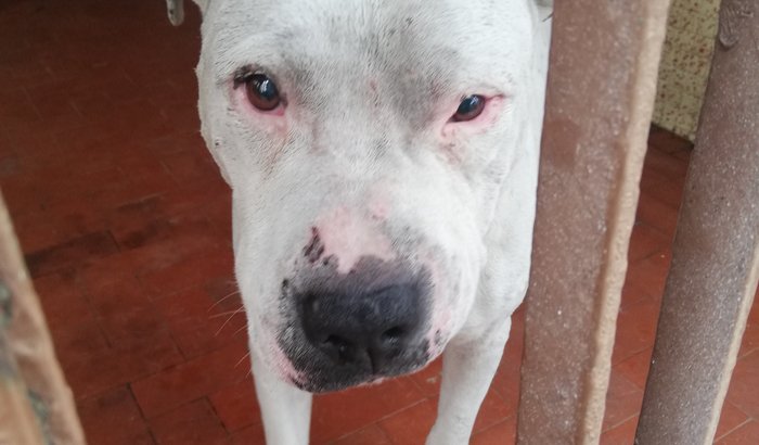 Ajuda ao "Thor"  pitibuul perdido 